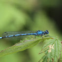 Boreal Bluet