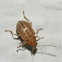 Leaf beetle