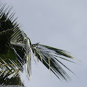 Sooty-headed Bulbul