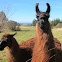 Llamas