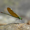 Stream Glory(Female)