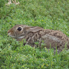 Cottontail Rabbit