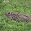 Cottontail Rabbit
