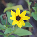 WildFlower