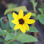WildFlower