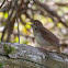 Common Nightingale