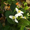 Lemon tree