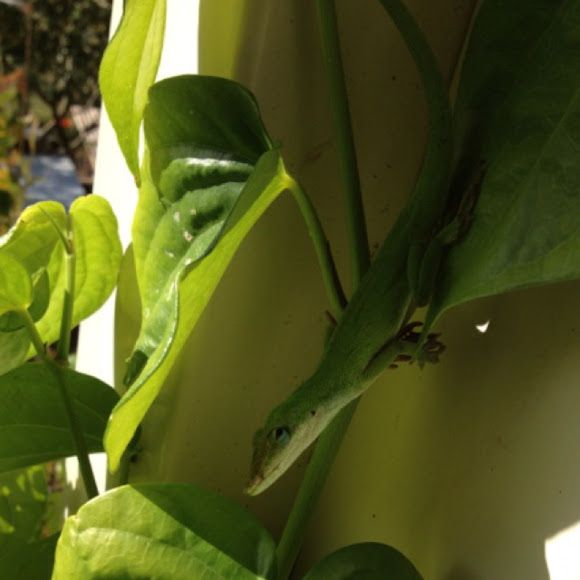 Spotting Image 1
