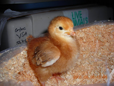 RIR 1 week old