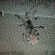 Wheel bug