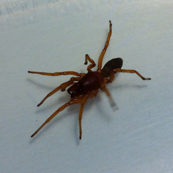 pill bug killer spider