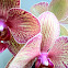 Orchid