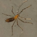 Assassin Nymph