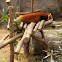 Red Panda