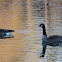 Lesser Canada Goose
