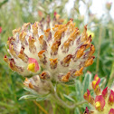 Kidney Vetch