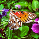 Gulf Fritillary