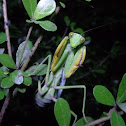 African mantis