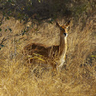 Kob