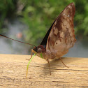 Mariposa agathina emperador