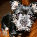 Brussels Griffon