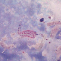 Copepod Sp.