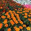 Marigolds