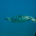 Green Sea Turtle
