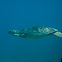 Green Sea Turtle
