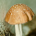 Unknown spotting