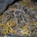 Tarantula