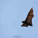 Grey Headed Flying Fox