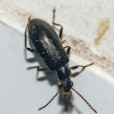 Long-jointed beetle