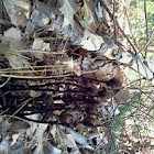 Indian Pipe