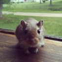 Gerbil