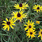 Yellow Coneflower