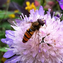 Marmalade hoverfly
