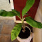 Banana Tree