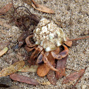 hermit crab