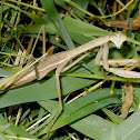 European Mantis