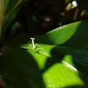 European Mantis