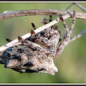 Star-bellied Orb Weaver Spider