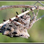 Star-bellied Orb Weaver Spider