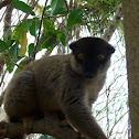 Lemur