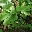 Mayapple