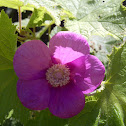 Purple Flowered Raspberry