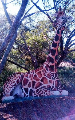 Monarto Zoo: Giraffe