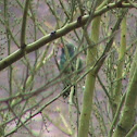 Broad-billed humming bird