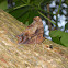 Questionmark butterfly