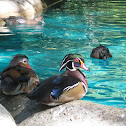 Wood Duck